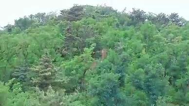 航拍青岛烟墩山公园视频的预览图